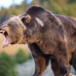 Cuomo’s Viral Rant: “Unhinged” Media Moment A grizzly bear roaring in a natural setting