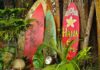 Colorful surfboards leaning against a tree in a tropical setting