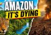 Amazon Rainforest:The Collapse Has Already Begun