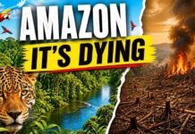 Amazon Rainforest:The Collapse Has Already Begun