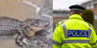 🚨BREAKING: Man THROWS 3 Year Old Boy In To Crocodile Enclosure In Cambridgeshire!