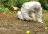The Parasite That Eats Animals Alive — Now in Texas Forensic investigator in a protective suit collecting evidence from the ground