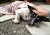 The Dog Rescue That Took $500,000 and Left Bodies in the Ground Labeled 'Useless' for life, he wagged his tail the moment he could run again