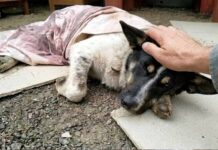 Labeled 'Useless' for life, he wagged his tail the moment he could run again
