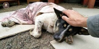 Labeled 'Useless' for life, he wagged his tail the moment he could run again