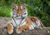 Tiger resting on the ground with paws forward