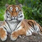 Chilling Tiger Mauling – Park Emptied Fast Tiger resting on the ground with paws forward
