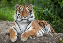 Chilling Tiger Mauling – Park Emptied Fast Tiger resting on the ground with paws forward